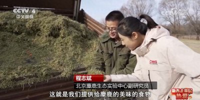 ​麋鹿与它们的守护者