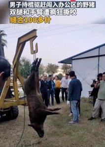 ​野猪连闯小区还伤人，安徽男子被咬掉一块骨头！到底怎么治野猪？