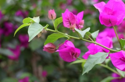 ​奶凶奶凶的五字网名(优选61个)