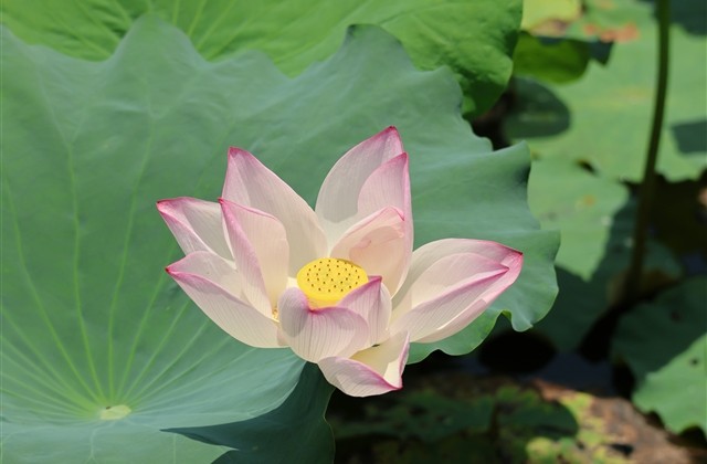 森系的猫字网名(69个)