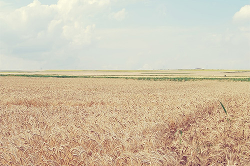 2026年经典情感语录95句