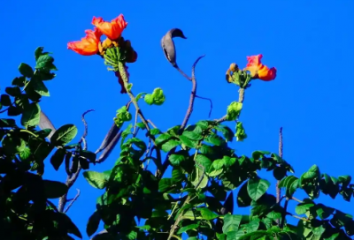 ​关于校车安全的标语61句