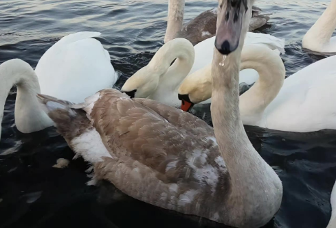 1764854017260406.png image.png