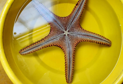 ​重阳节活动主题标语 九九重阳节活动主题标语