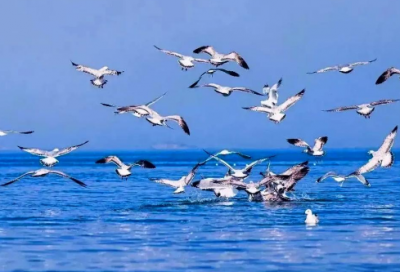 ​食品安全城市宣传口号53句