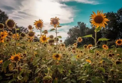 ​适合朋友圈跨年的句子