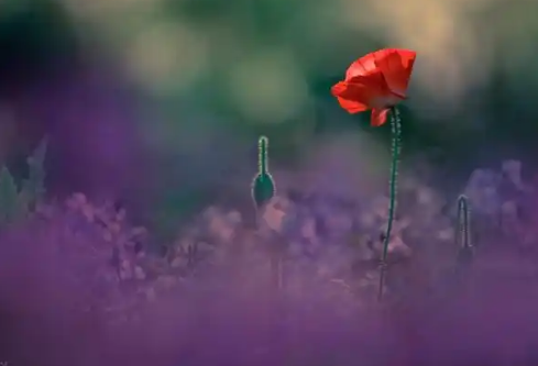 1767523220129270.png image.png