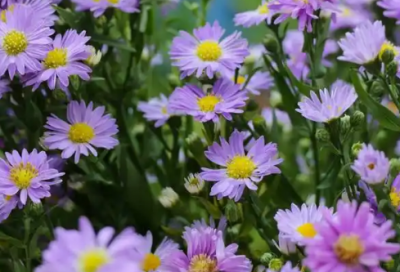 ​情人节祝福朋友圈句子