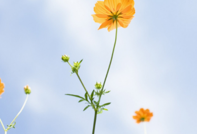 ​发冬至的朋友圈文案