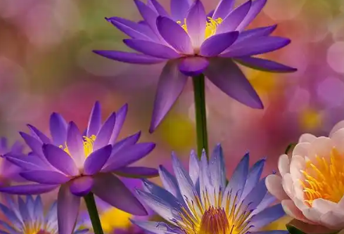 1767534826443126.png image.png