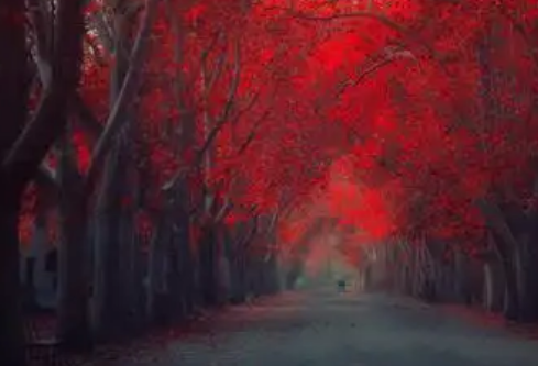 1767534992314516.png image.png